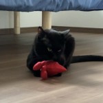 「ペティオ (Petio) 猫用おもちゃ けりぐるみ エビ」と戯れる猫