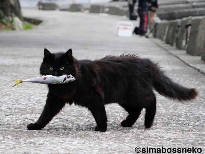 魚くわえた黒猫さん