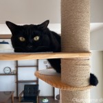 「SUMIKA 突っ張り型木製キャットタワー」のステップを2枚使って寝そべる猫