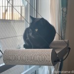 初めての猫用窓ベッド「K&H 猫用爪とぎおもちゃ/マウントスクラッチャー」