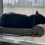 猫用窓ベッド「K&H 猫用爪とぎおもちゃ/マウントスクラッチャー」で寝る猫