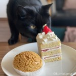 シヅカ洋菓子店のケーキと猫