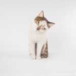 首をかしげるキジトラ白猫さんを木彫りで作りました