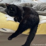 枕で足を伸ばして眠る猫