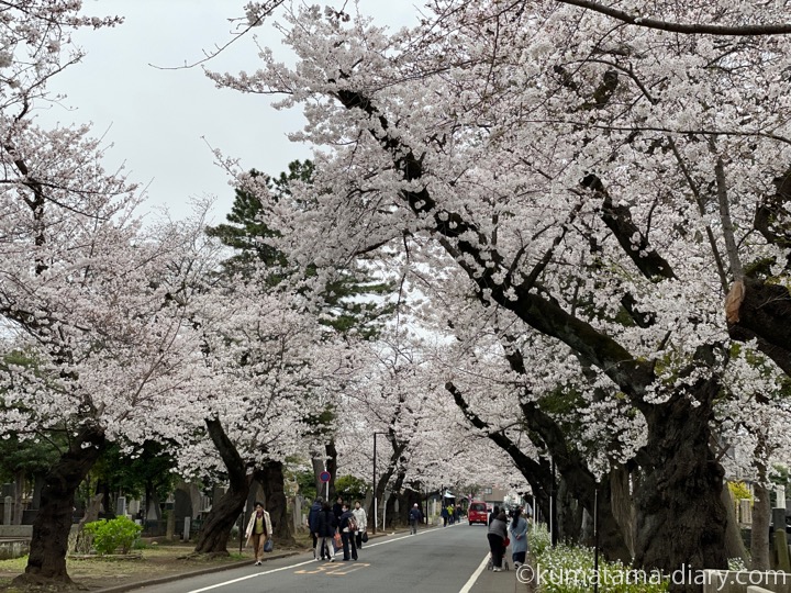 谷中霊園桜