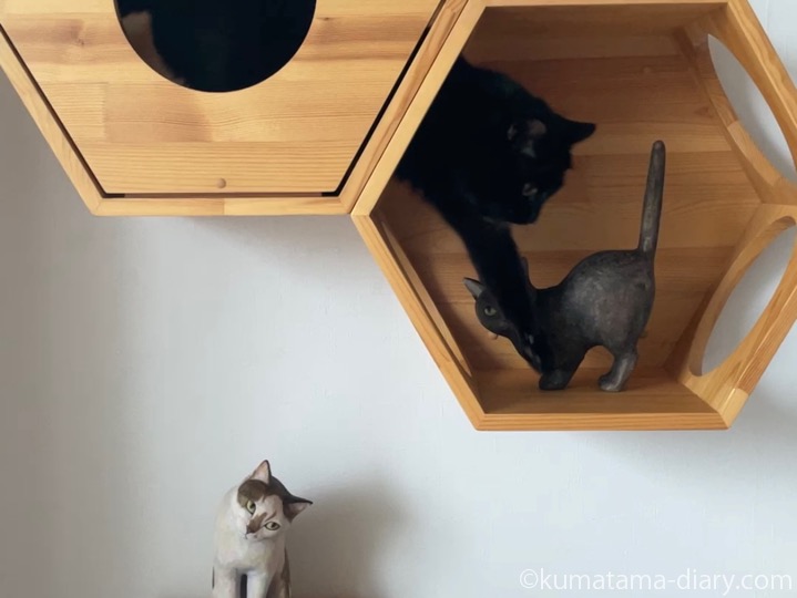 六角ハウス木彫り猫ふみお