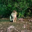 桜と猫さん