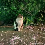 夜桜と猫さん