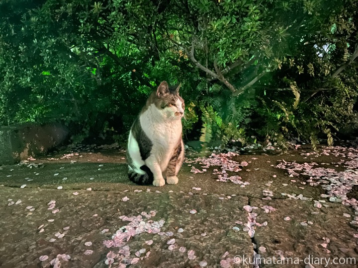 桜と猫さん