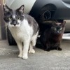黒白猫さんと黒猫さん