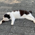 道の真ん中で寝そべる猫さん