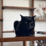 カリモク60のダイニングテーブルに乗る猫