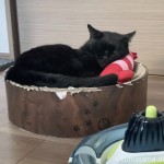 「ペティオ (Petio) 猫用おもちゃ けりぐるみ エビ」と一緒に眠る猫