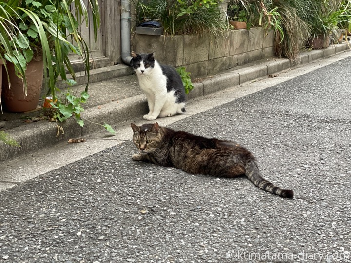 黒白猫さんとキジトラ猫さん