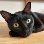 シンガポール出身のかっこいい黒猫さん