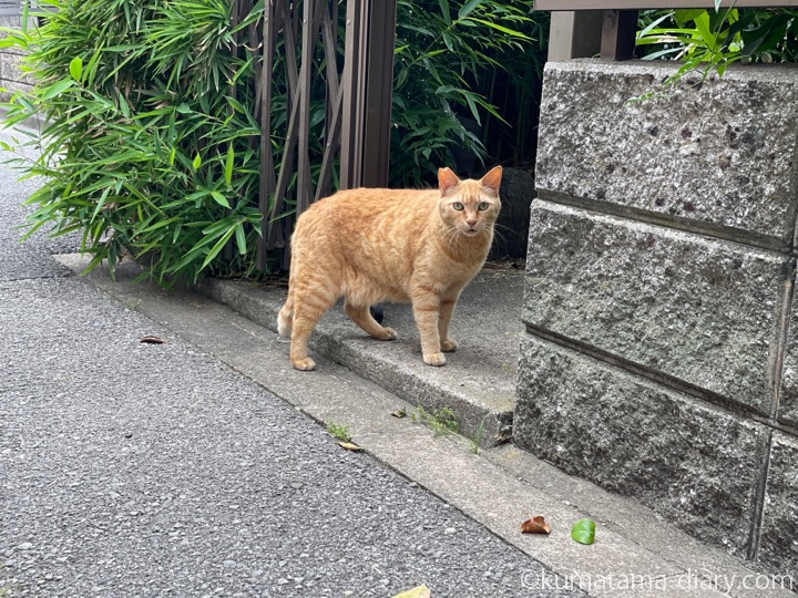 茶トラ猫さん