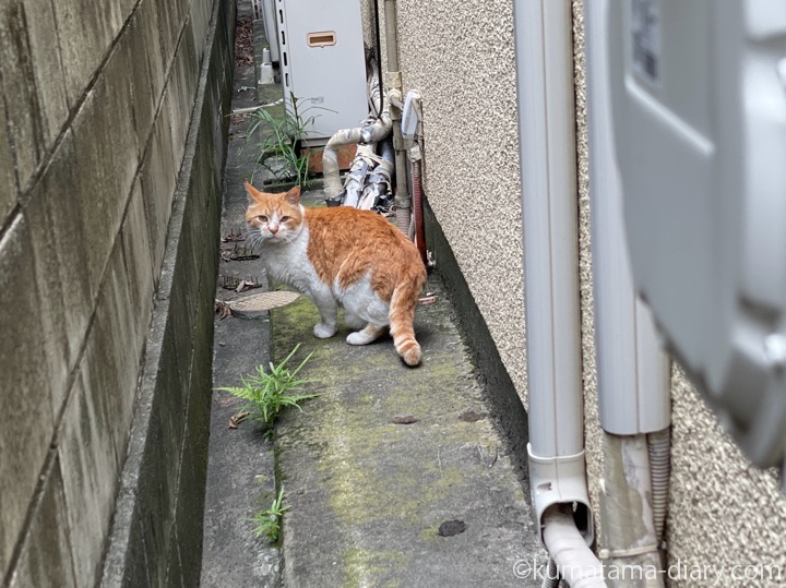 茶トラ白猫さん