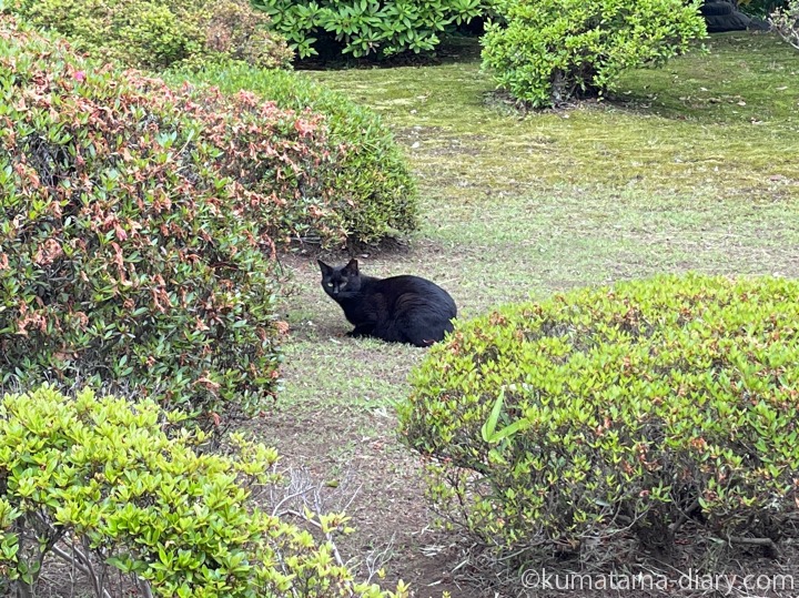 黒猫さん