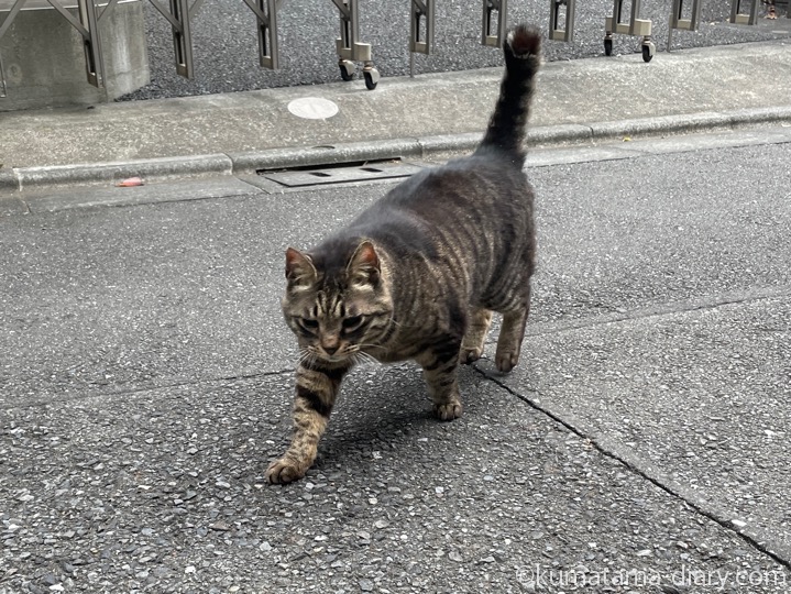 キジトラ猫さん