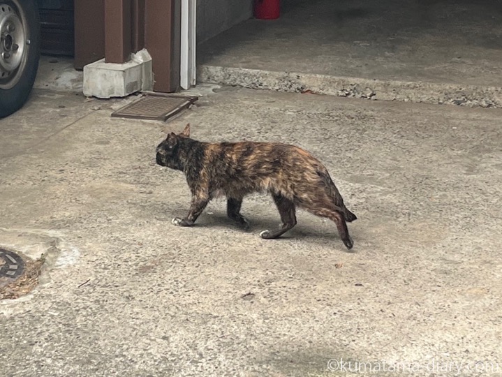 サビ猫さん