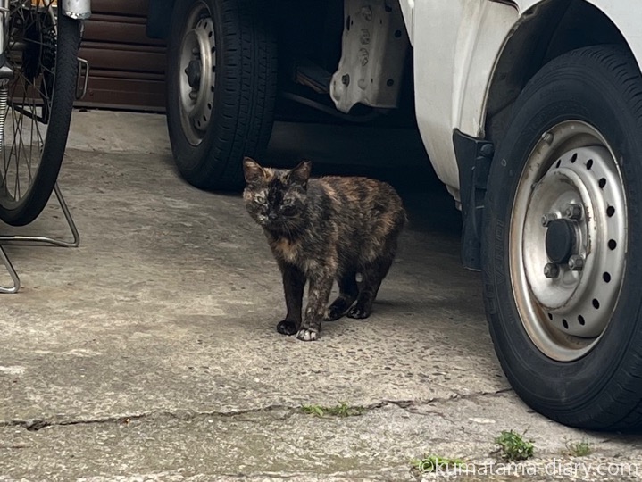 サビ猫さん