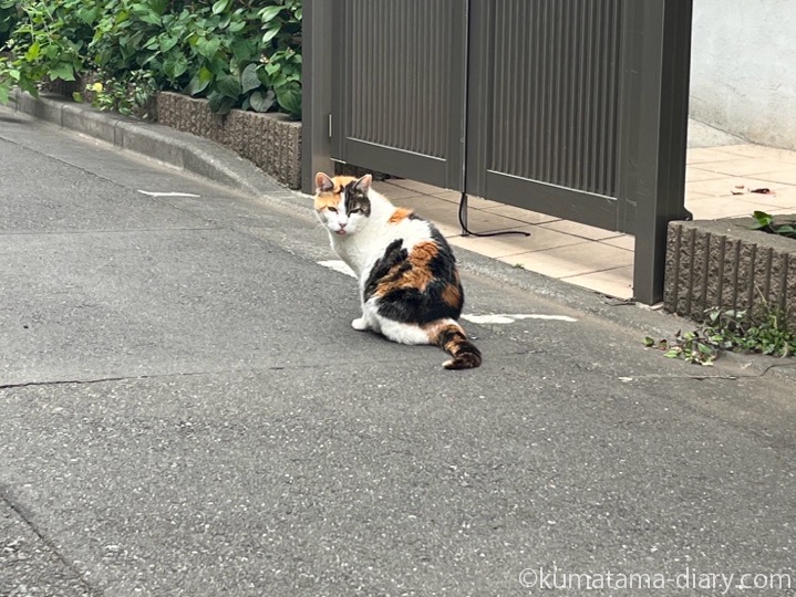 三毛猫さん