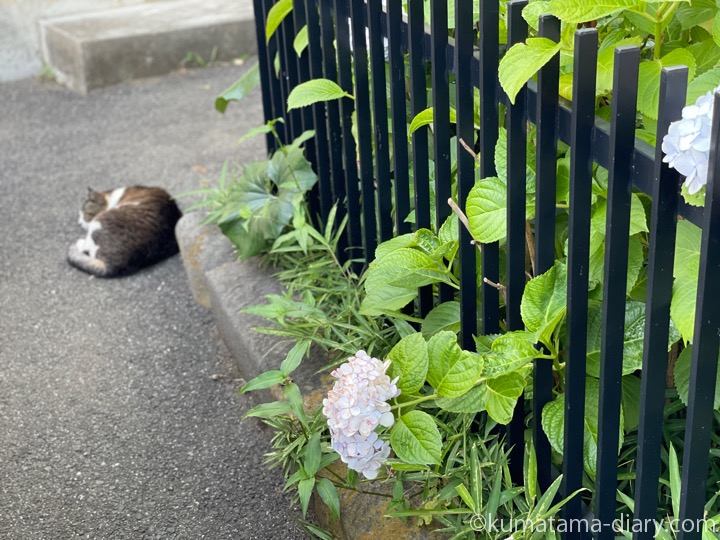 キジトラ白猫さん