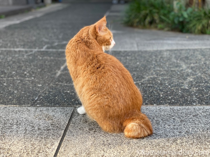 茶トラ白猫さん