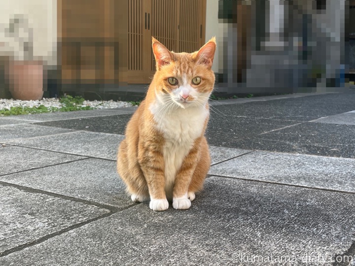 茶トラ白猫さん