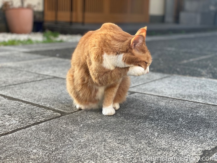 茶トラ白猫さん