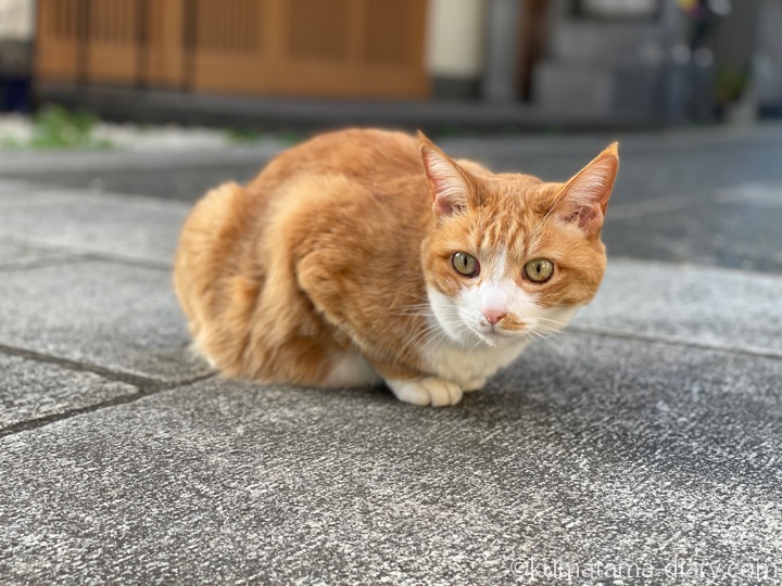 茶トラ白猫さん