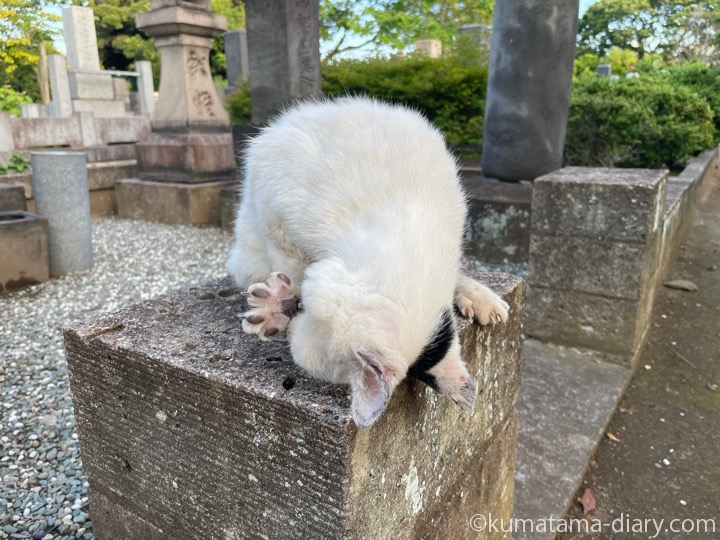 白黒猫さん