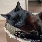 気持ちよさそうに眠る黒猫