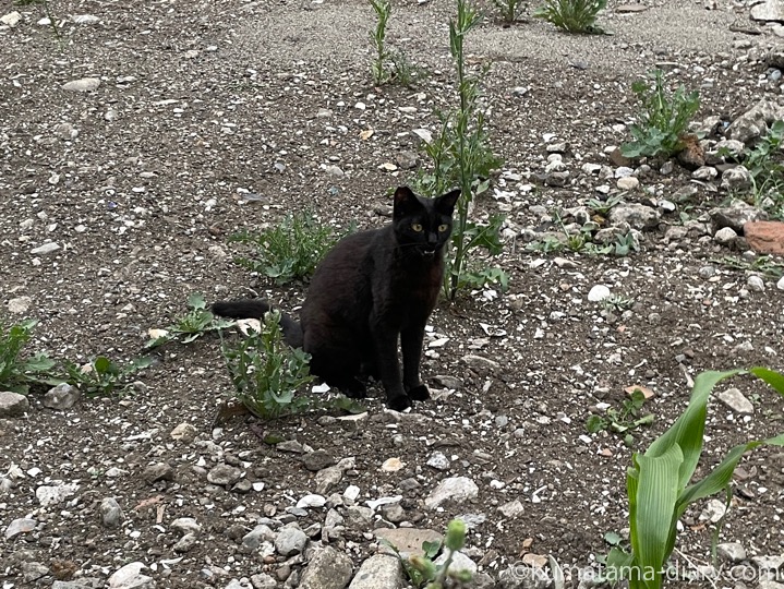 黒猫さん