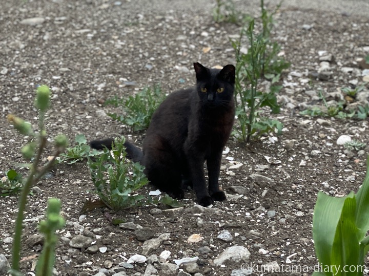 黒猫さん