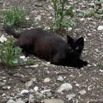 空き地の黒猫さん