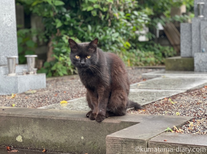 黒猫さん