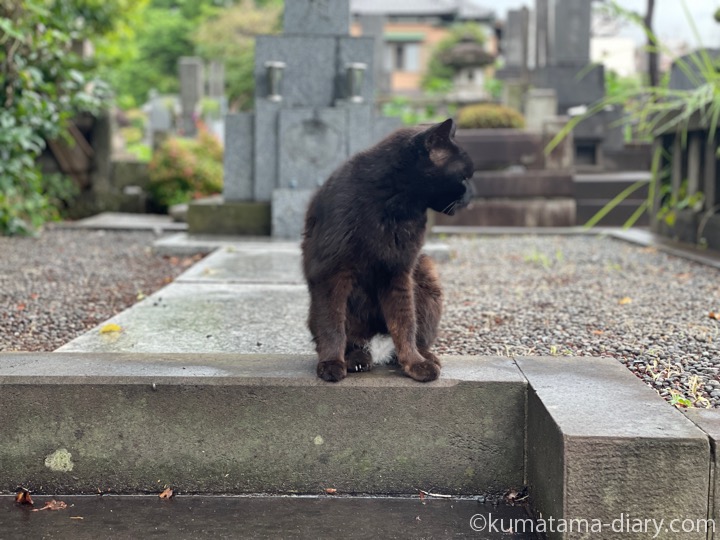 黒猫さん