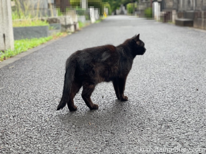 黒猫さん