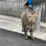 かわいく鳴いていたキジトラ猫さん