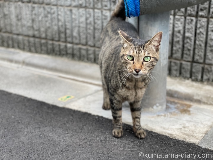 キジトラ猫さん