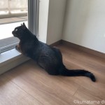 鼻をヒクヒクさせて外を見る猫