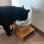 魚を入れるとトッピングなしで食べてくれる猫