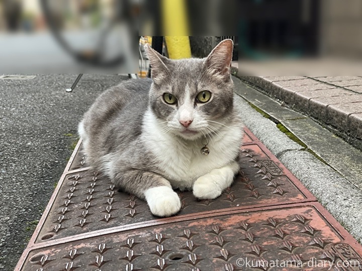 サバトラ白猫さん