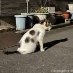 背中の丸い模様がかわいい猫さん