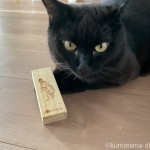 集めたヒゲをチェックする猫