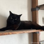 ただただ感謝しかない「黒猫感謝の日」