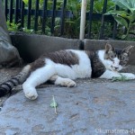 寝そべっていた神社の猫さん