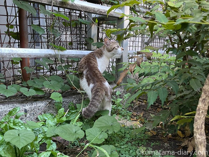 猫さん