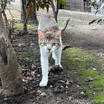 動じない猫さん